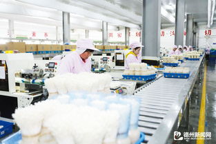 山東雪榕生物 工廠化生產(chǎn) 小菌菇直供京津冀